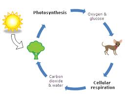 Photosynthesis And Cellular Respiration Jadas Blog