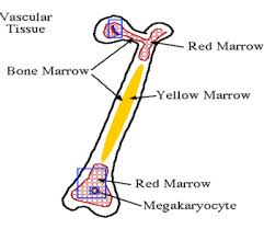 The Bone Marrow | JADAS BLOG